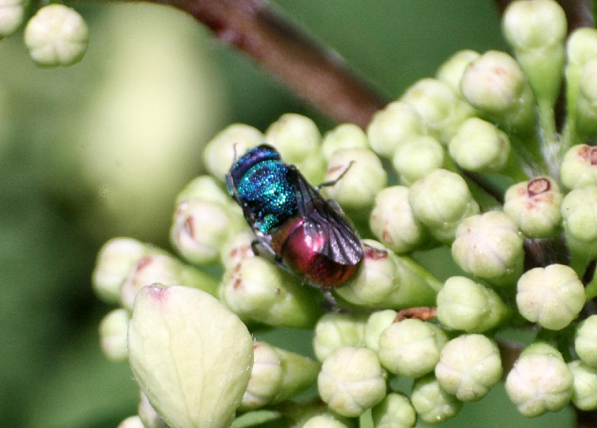 dittero rosso e blu... no imenottero, Holopyga (fastuosa?)